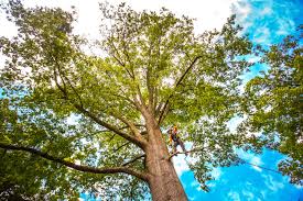 Tree Care