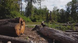 How Our Tree Care Process Works  in  Florence, MT