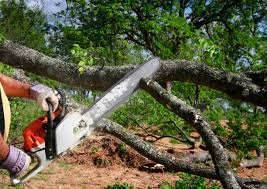 Trusted Florence, MT Tree Care Experts