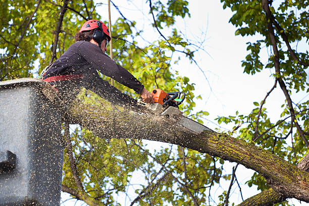 Lawn Pest Prevention in Florence, MT